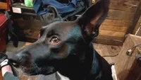 Dotty, a female Belgian Malinois for sale in Eugene, OR – 7 of 9