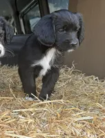 Winston, a male Cocker Spaniel and Miniature Australian Shepherd for sale in Willits, CA – Photo 3 of 3