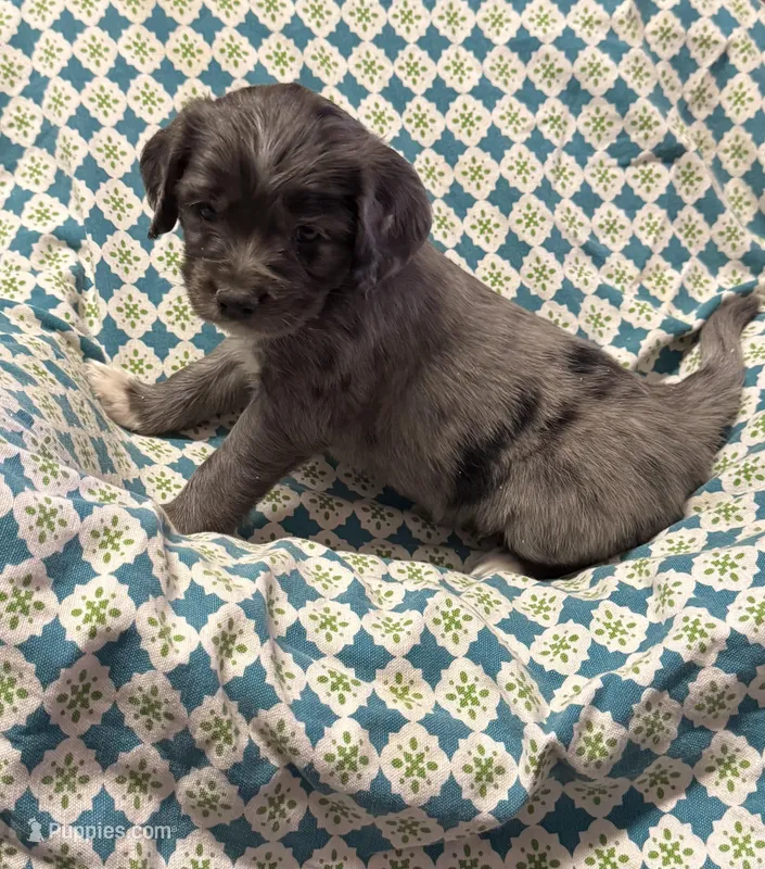 Spotty aka Turbo Charge