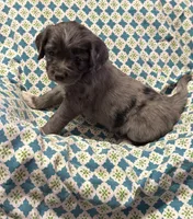 Spotty aka Turbo Charge, a male Cocker Spaniel and Miniature Australian Shepherd for sale in Willits, CA – Photo 1 of 3