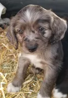 Spotty aka Turbo Charge, a male Cocker Spaniel and Miniature Australian Shepherd for sale in Willits, CA – Photo 3 of 3