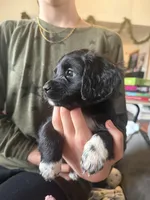 Sadie, a female Cocker Spaniel and Miniature Australian Shepherd for sale in Willits, CA – Photo 2 of 2