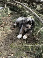 Ruger jr., a male Cocker Spaniel and Miniature Australian Shepherd for sale in Willits, CA – Photo 2 of 3