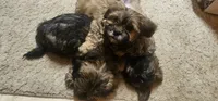 Daisy May, a female Shih Tzu and Miniature Dachshund for sale in Murray, KY – 3 of 6