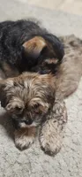 Daisy May, a female Shih Tzu and Miniature Dachshund for sale in Murray, KY – 4 of 6