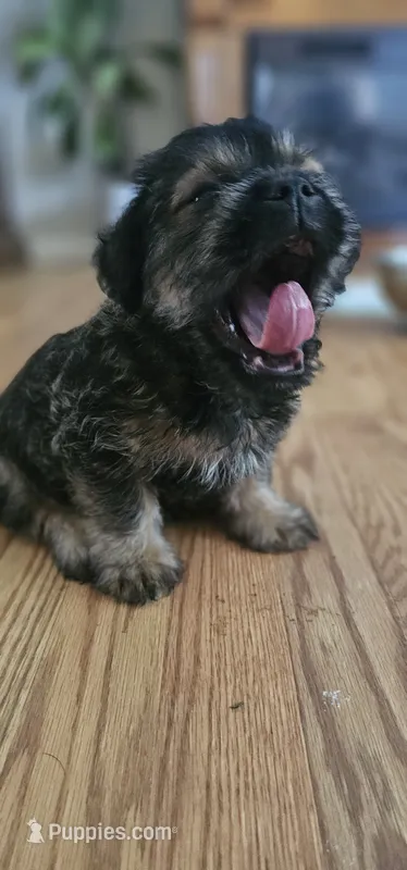 Sammy – Shih Tzu, Miniature Dachshund puppy for sale in Murray, KY