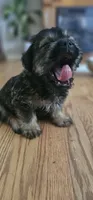 Sammy, a male Shih Tzu and Miniature Dachshund for sale in Murray, KY – 1 of 4