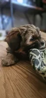 Daisy May, a female Shih Tzu and Miniature Dachshund for sale in Murray, KY – 5 of 6