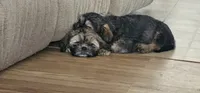 Sammy, a male Shih Tzu and Miniature Dachshund for sale in Murray, KY – 2 of 4