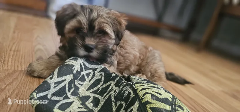 Daisy May – Shih Tzu, Miniature Dachshund puppy for sale in Murray, KY