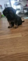 Sammy, a male Shih Tzu and Miniature Dachshund for sale in Murray, KY – 4 of 4