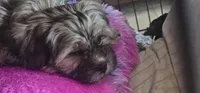 Daisy May, a female Shih Tzu and Miniature Dachshund for sale in Murray, KY – 2 of 6