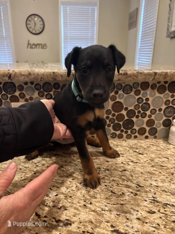 Teal Collar Girl – Jagdterrier puppy for sale in Gratz, PA