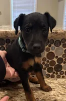 Teal Collar Girl, a female Jagdterrier for sale in Gratz, PA – Photo 2 of 4