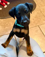 Teal Collar Girl, a female Jagdterrier for sale in Gratz, PA – Photo 4 of 4