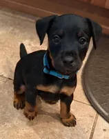 Blue Collar Boy , a male Jagdterrier for sale in Gratz, PA – Photo 3 of 3