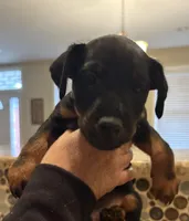 Blue Collar Boy , a male Jagdterrier for sale in Gratz, PA – Photo 2 of 3