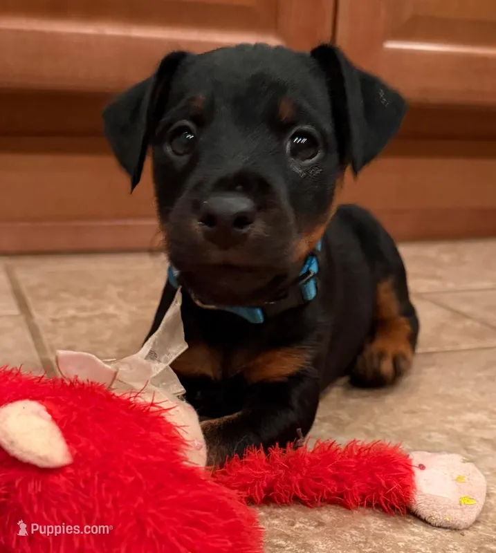 Blue Collar Boy  – Jagdterrier puppy for sale in Gratz, PA