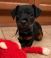 Blue Collar Boy , a male Jagdterrier for sale in Gratz, PA – Photo 1 of 3