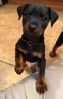 Black Collar Boy, a male Jagdterrier for sale in Gratz, PA – Photo 3 of 3