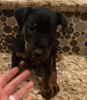 Black Collar Boy, a male Jagdterrier for sale in Gratz, PA – Photo 2 of 3