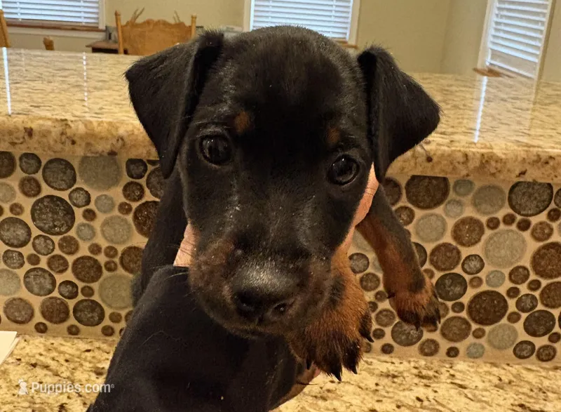 Black Collar Boy – Jagdterrier puppy for sale in Gratz, PA