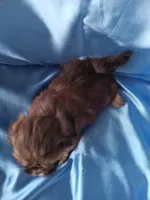 Elton, a male Shih Tzu for sale in Sulphur Springs, TX – Photo 2 of 3