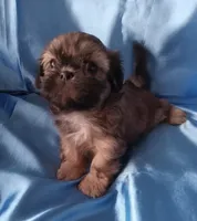 Elton, a male Shih Tzu for sale in Sulphur Springs, TX – Photo 1 of 3