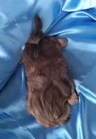 Elton, a male Shih Tzu for sale in Sulphur Springs, TX – Photo 3 of 3