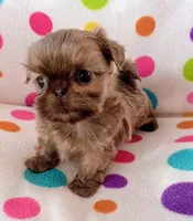 Elvis, a male Shih Tzu for sale in Sulphur Springs, TX – Photo 4 of 4