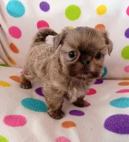 Elvis, a male Shih Tzu for sale in Sulphur Springs, TX – Photo 1 of 4