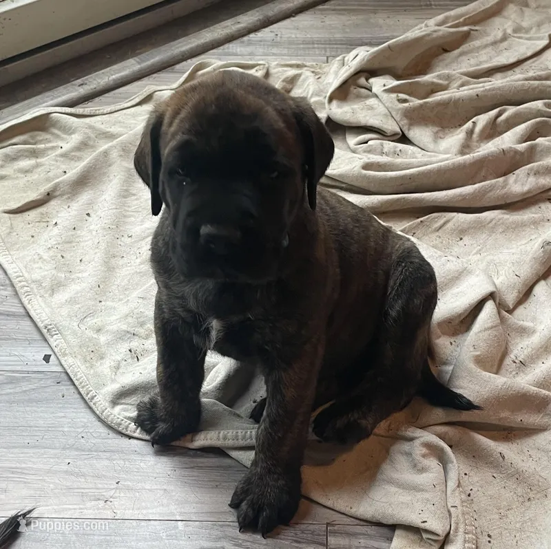 Blue Collar – English Mastiff puppy for sale in Red Lion, PA