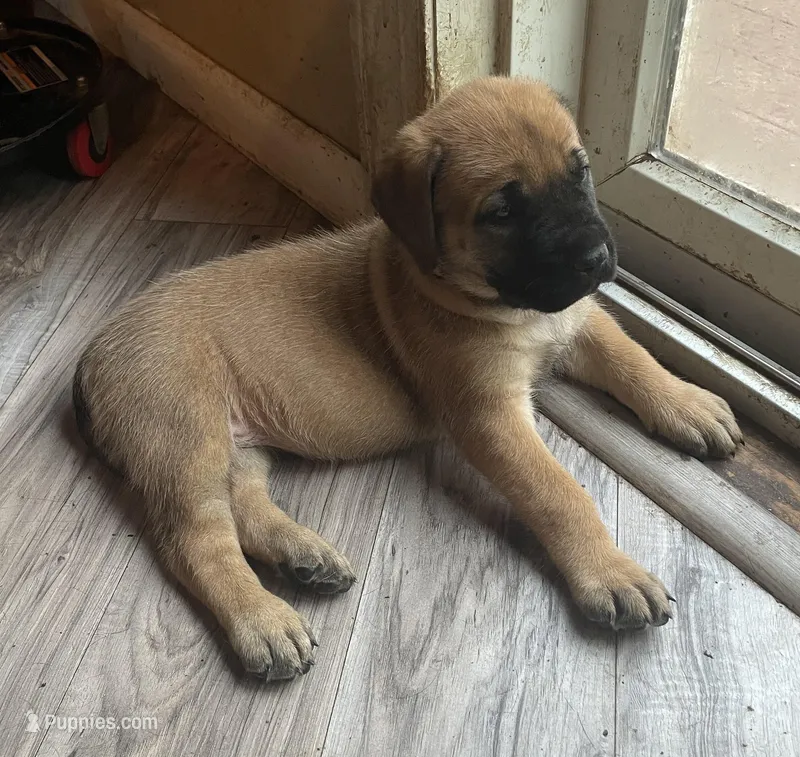 Pink Collar – English Mastiff puppy for sale in Red Lion, PA