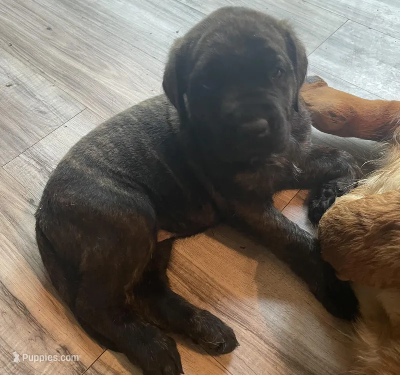 Yellow Collar – English Mastiff puppy for sale in Red Lion, PA