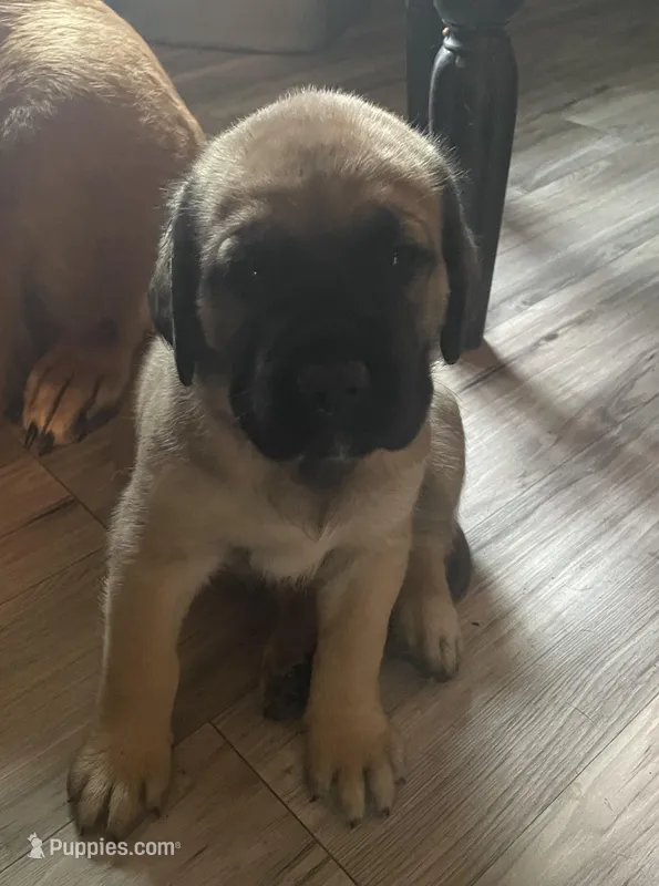 Green Collar – English Mastiff puppy for sale in Red Lion, PA