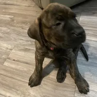 Pink Collar, a female English Mastiff for sale in Red Lion, PA – Photo 3 of 5