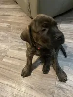 Pink Collar, a female English Mastiff for sale in Red Lion, PA – Photo 3 of 5