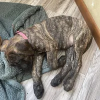 Pink Collar, a female English Mastiff for sale in Red Lion, PA – Photo 5 of 5