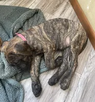 Pink Collar, a female English Mastiff for sale in Red Lion, PA – Photo 5 of 5