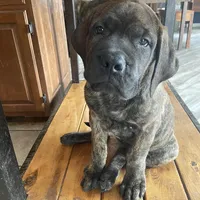 Pink Collar, a female English Mastiff for sale in Red Lion, PA – Photo 1 of 5