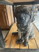 Pink Collar, a female English Mastiff for sale in Red Lion, PA – Photo 1 of 5