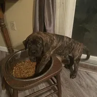 Pink Collar, a female English Mastiff for sale in Red Lion, PA – Photo 4 of 5