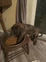 Pink Collar, a female English Mastiff for sale in Red Lion, PA – Photo 4 of 5