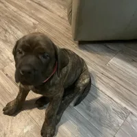 Pink Collar, a female English Mastiff for sale in Red Lion, PA – Photo 2 of 5