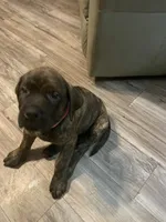 Pink Collar, a female English Mastiff for sale in Red Lion, PA – Photo 2 of 5