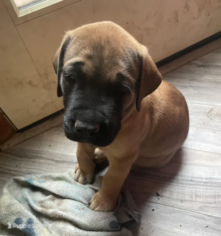 Black Collar – English Mastiff puppy for sale in Red Lion, PA