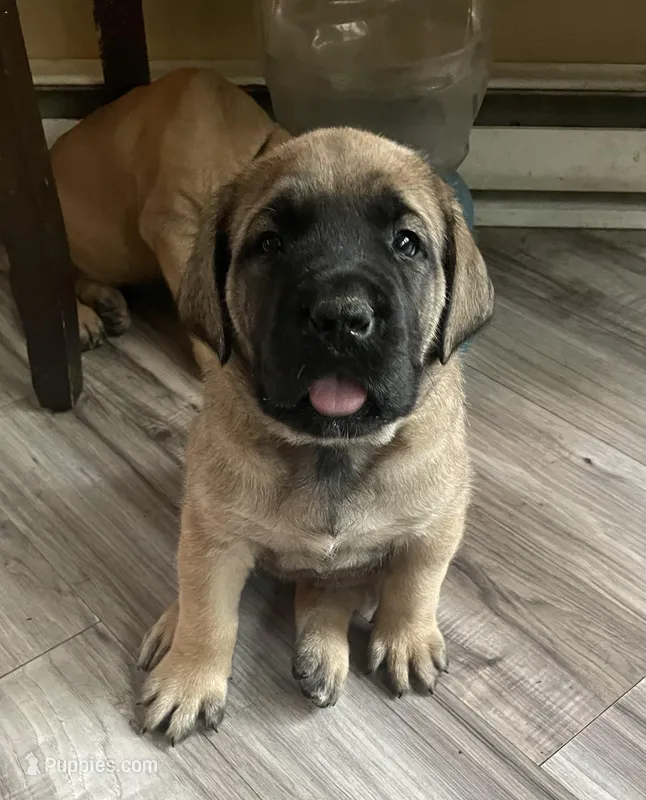 White Collar – English Mastiff puppy for sale in Red Lion, PA