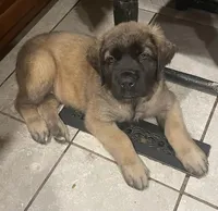 Elmyra, a female English Mastiff for sale in Red Lion, PA – 1 of 1