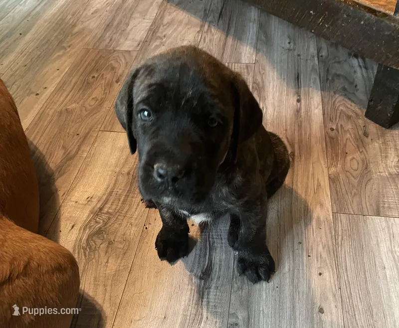 Silver Collar – English Mastiff puppy for sale in Red Lion, PA