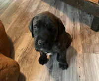Silver Collar, a female English Mastiff for sale in Red Lion, PA – 1 of 1